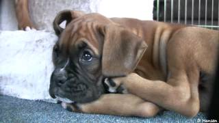 Playful 8 Week Old Boxer Puppies [upl. by Ayerim]