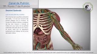 Punto 7 de pulmón Aprende acupuntura en un minuto [upl. by Noll485]