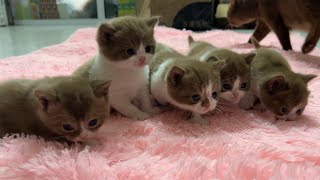 Meowing TV 5 super cute kittens with the same fur color [upl. by Burrow523]