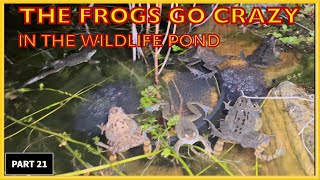 The Frogs Go Crazy Frog In The Wildlife Pond Here’s How it Happened crazyfrog frogarmy frogs [upl. by Yrannav]