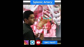 Splenic Artery  Abdomen Anatomy [upl. by Roath]