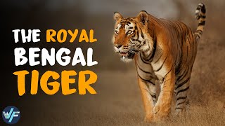 ROYAL BENGAL TIGER  The Most Majestic Feline [upl. by Judi975]