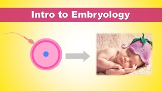 Intro to Embryology Development of Human  How we were born [upl. by Adolpho]