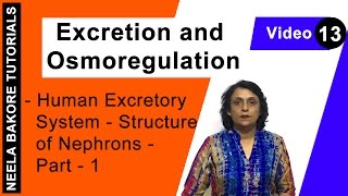 Excretion and Osmoregulation  NEET  Human Excretory System  Structure of Nephrons  Part 1 [upl. by Enirehtacyram440]