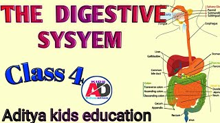 The Digestive System  Class 4  Science [upl. by Kieger210]