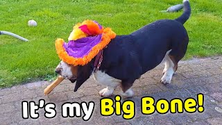 Adorable Bassets Proud Walk with HUGE Bone 🐶 🐾 [upl. by Brittni]