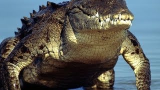 Alligator and crocodiles in Everglades National Park [upl. by Greer]