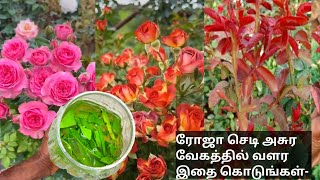 ரோஜா செடி அதிக மொட்டுகள் வைக்கும்rose plant fertilizer tamilaloevara use in plantboo garden [upl. by Marshall]