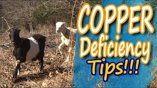 Copper Deficiency in Goats How to Identify and Treat It [upl. by Antonietta]