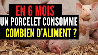 En 6 mois Quelle quantité dALIMENT un PORC consomme durant ces six mois INVESTIR 100 [upl. by Edge]