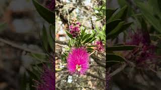 Magenta purple callistemon in bloom bottlebrush myrtaceae spring shorts nativeflora [upl. by Dlared]