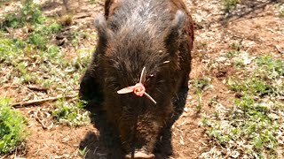 AMAZING HEAD SHOT Texas Hog Bowhunt Solid Legend Broadhead [upl. by Schilling]