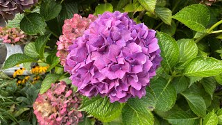 Different Colors BigleafMophead Hydrangea Macrophylla 4K September 2024 [upl. by Ozzie385]