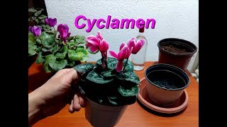 How to repotting a Cyclamen [upl. by Violette]