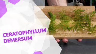 Ceratophyllum demersum Hornkraut die perfekte Pflanze gegen Algen im Aquarium [upl. by Yroggerg875]