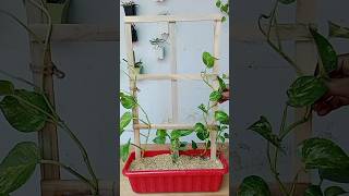 Beautiful and Functional Trellis Ideas for money plants shorts moneyplant trellis love garden [upl. by Eidak]