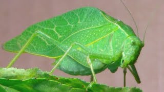 The Katydid Leaf Bug [upl. by Dorrehs]