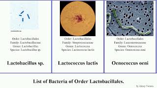 List of Bacteria of Order Lactobacillales streptococcus lactobacillus pneumoniae canis pyogenes [upl. by Fredkin]