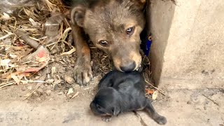 Tearing up The stray dog’s🐶 puppy is in critical condition and the poor mother dog🐕 is crying 🐶🐕🥲 [upl. by Knorring]