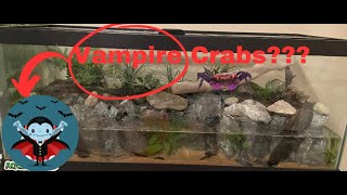 How To Make an Easy Vampire Crab Paludarium Full How To Guide [upl. by Skippy]