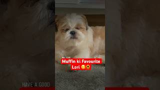 Muffy ki Favourite Lori ♥️🐾 couplesiyaapa shihtzu muffin vlog trending funny ytshorts [upl. by Griffin]