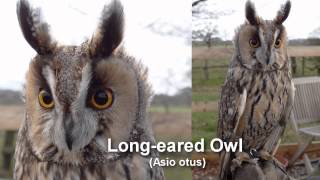 Owl  Longeared Owl Bird Call and Pictures for Teaching BIRDSONG [upl. by Vyse]