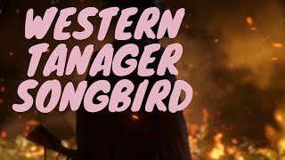 Red Dead Redemption 2 Western Tanager Songbird [upl. by Ainslie]