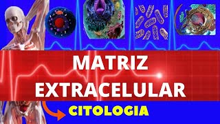 MATRIZ EXTRACELULAR  PROTEOGLICANOS GLICOSAMINOGLICANOS GLICOPROTEÍNAS COLÁGENO  CITOLOGIA [upl. by Hacker]