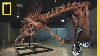 Bigger Than T rex Spinosaurus  National Geographic [upl. by Zelde987]