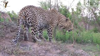 Male Leopard ROAR [upl. by Mori]