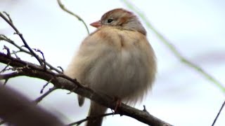 Field sparrow chirping  call sound  sitting on branch [upl. by Neraj151]