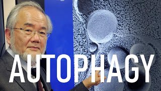 Autophagy Mechanism Regulation and Importance of Autophagy in Clinical Medicine [upl. by Rea]