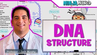 Cell Biology  DNA Structure amp Organization 🧬 [upl. by Fidela550]