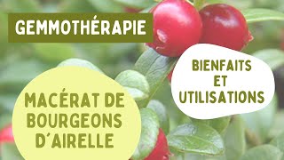 LE MACÉRAT DE BOURGEONS DAIRELLE  BIENFAITS ET UTILISATIONS EN GEMMOTHÉRAPIE 🌱 [upl. by Ellis]