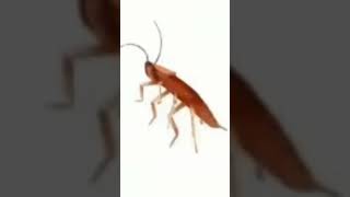 short de una cucaracha bailando [upl. by Higgs]