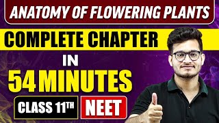 ANATOMY OF FLOWERING PLANTS IN 54 MINUTES  Full Chapter Revision  Class 11 NEET [upl. by Garibold]