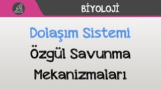 Dolaşım Sistemi  Özgül Savunma Mekanizmaları [upl. by Alimrahs]