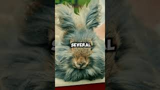 Meet the Angora Rabbit The Fluffy Wool Producer with a Gentle Nature AngoraRabbit FluffyRabbit [upl. by Apollo]