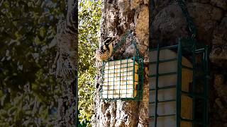 Nuttalls Woodpecker🐦Oak Tree Suet Peck nuttallswoodpecker [upl. by Loggins]