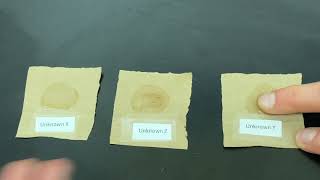 Translucence Test for the presence of lipids in unknowns [upl. by Metsky]