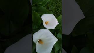 בת קלה חבשית Zantedeschia aethiopica [upl. by Ilka]