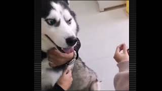 Super funny husky scream when getting injection at vet [upl. by Rexana]