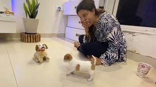 Chhunchhun reacts to New DOG in the house🐕  Ss vlogs [upl. by Bigg]