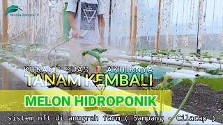 Belajar budidaya melon hidroponik sistem NFT [upl. by Christalle]