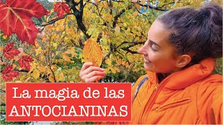 ¿Por qué las HOJAS quedan ROJASNARANJAS [upl. by Ahsenav]