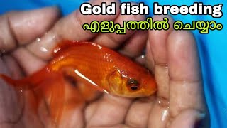 Gold Fish Breeding In Malayalam  Gold fish Breeding Tips  Gold Fish Breeding അറിയേണ്ടതാല്ലാം [upl. by Nnanaej]