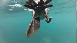 Flightless Cormorant  Galapagos Islands [upl. by Vipul]