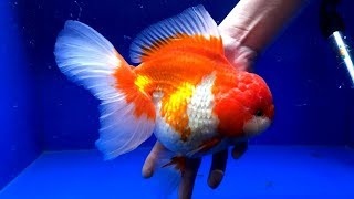 Ciri  Ciri atau Pertanda ikan MAS KOKI bisa BESAR  The sign of GOLDFISH fish can to be MONSTER [upl. by Helfand]