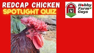 Redcap Chicken Spotlight Quiz [upl. by Eiro]