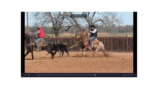 Are you ready to witness calf roping at its best youre in for a treat So lets get started [upl. by Hobey]